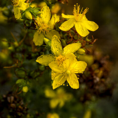 Hortikuloterapia – moc ogrodu w terapii i codziennym życiu